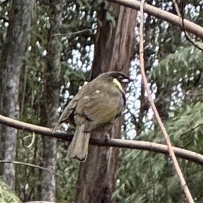 Meliphaga lewinii (Lewin's Honeyeater) at Mount Dandenong, VIC - 21 Sep 2025 by Hejor1
