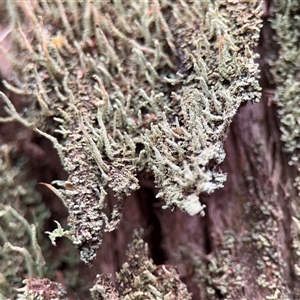 Cladonia rigida at Mount Dandenong, VIC - 21 Sep 2025 by Hejor1