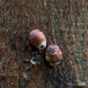 Eriococcidae sp. (family) (Unidentified felted scale) at Mount Dandenong, VIC - 21 Sep 2025 by Hejor1