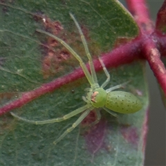 Cetratus rubropunctatus (Long green crab spider) at Mount Dandenong, VIC - 21 Sep 2025 by Hejor1
