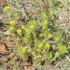 Triptilodiscus pygmaeus (Annual Daisy) at Pialligo, ACT - 26 Oct 2024 by MichaelBedingfield