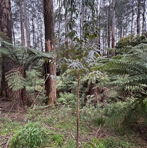 Eucalyptus dives at Mount Dandenong, VIC - 21 Sep 2025 by Hejor1