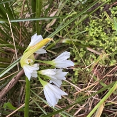 Allium sp. at Mount Dandenong, VIC - 21 Sep 2025 by Hejor1