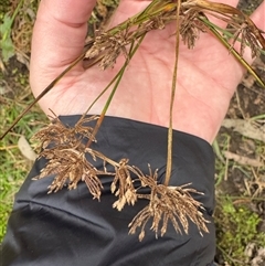 Carex (genus) at Mount Dandenong, VIC - 21 Sep 2025 by Hejor1