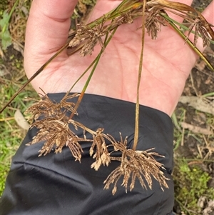 Carex (genus) at Mount Dandenong, VIC - 21 Sep 2025 by Hejor1