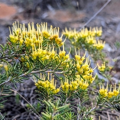 Unverified Other Shrub at  - suppressed by HelenCross