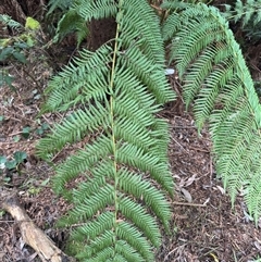 Dicksonia antarctica at Mount Dandenong, VIC - 21 Sep 2025 by Hejor1