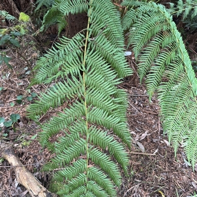 Dicksonia antarctica at Mount Dandenong, VIC - 21 Sep 2025 by Hejor1