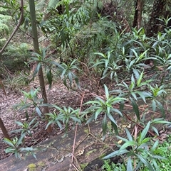 Solanum (genus) at Mount Dandenong, VIC - 21 Sep 2025 by Hejor1