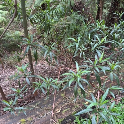 Solanum (genus) at Mount Dandenong, VIC - 21 Sep 2025 by Hejor1