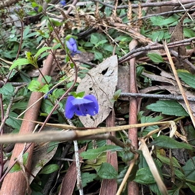 Veronica sp. at Mount Dandenong, VIC - 21 Sep 2025 by Hejor1