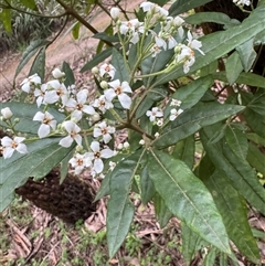 Zieria citriodora at Mount Dandenong, VIC - 21 Sep 2025 by Hejor1