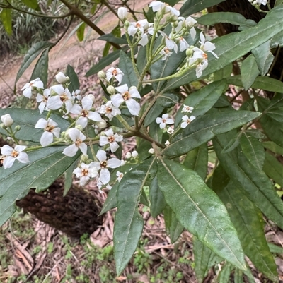 Zieria citriodora at Mount Dandenong, VIC - 21 Sep 2025 by Hejor1