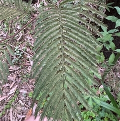 Acacia dealbata subsp. dealbata at Mount Dandenong, VIC - 21 Sep 2025 by Hejor1
