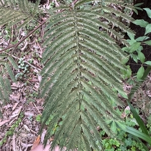 Acacia dealbata subsp. dealbata at Mount Dandenong, VIC - 21 Sep 2025 by Hejor1