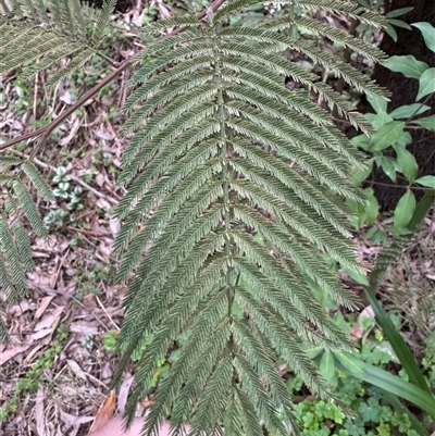 Acacia dealbata subsp. dealbata at Mount Dandenong, VIC - 21 Sep 2025 by Hejor1