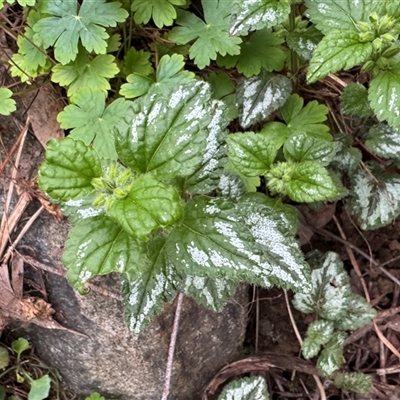 Mentha australis at Mount Dandenong, VIC - 21 Sep 2025 by Hejor1
