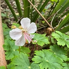 Geranium (genus) at Mount Dandenong, VIC - 21 Sep 2025 by Hejor1