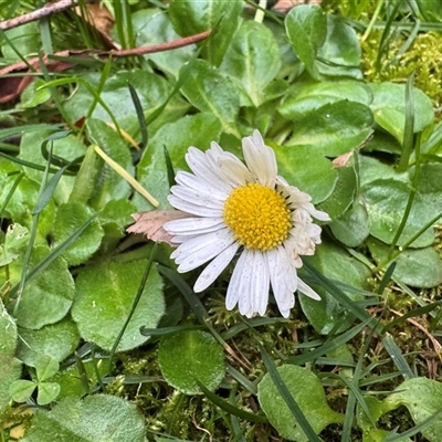 Bellis perennis at Mount Dandenong, VIC - 21 Sep 2025 by Hejor1