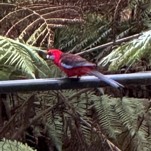 Platycercus elegans (Crimson Rosella) at Mount Dandenong, VIC - 21 Sep 2025 by Hejor1