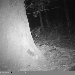 Antechinus sp. (genus) (Unidentified Antechinus) by bufferzone