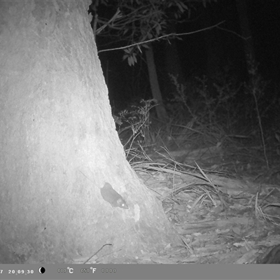 Antechinus sp. (genus) (Unidentified Antechinus) at  - suppressed by bufferzone