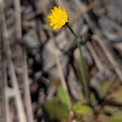 Unverified Daisy by HelenCross