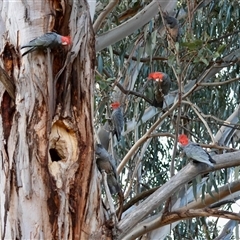 Callocephalon fimbriatum (Gang-gang Cockatoo) at Hughes, ACT - 3 Sep 2025 by LisaH