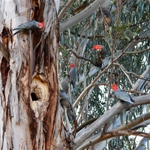 Callocephalon fimbriatum (Gang-gang Cockatoo) at Hughes, ACT - 3 Sep 2025 by LisaH