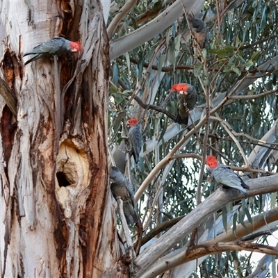 Callocephalon fimbriatum (Gang-gang Cockatoo) at Hughes, ACT - 3 Sep 2025 by LisaH
