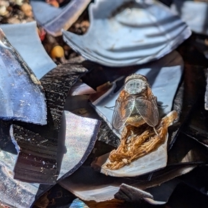 Calliphora augur (Lesser brown or Blue-bodied blowfly) by chriselidie