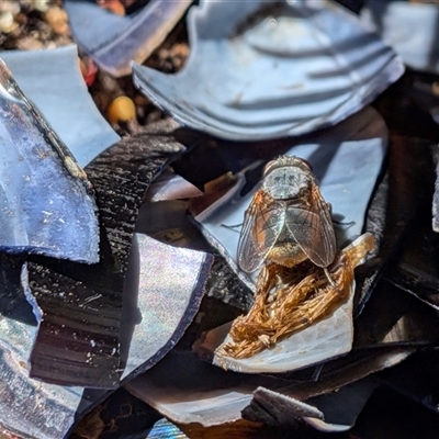Calliphora augur (Lesser brown or Blue-bodied blowfly) at  - suppressed by chriselidie