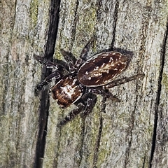 Opisthoncus sp. (genus) (Opisthoncus jumping spider) at Braidwood, NSW - 23 Sep 2025 by MatthewFrawley