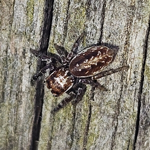 Opisthoncus sp. (genus) (Opisthoncus jumping spider) at Braidwood, NSW - 23 Sep 2025 by MatthewFrawley