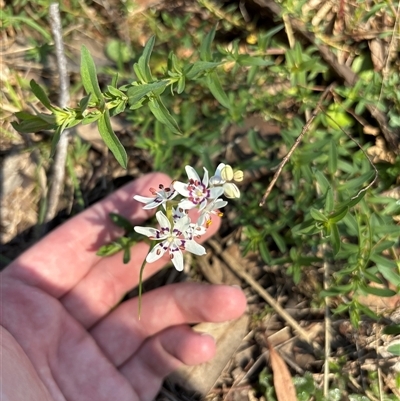 Wurmbea dioica subsp. dioica (Early Nancy) at Strathnairn, ACT - 23 Sep 2025 by KaiDewPHD