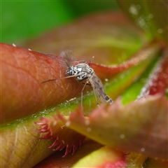 Chaoboridae (family) (A phantom midge) at Downer, ACT - 23 Sep 2025 by RobertD
