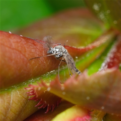 Chaoboridae (family) (A phantom midge) at Downer, ACT - 23 Sep 2025 by RobertD