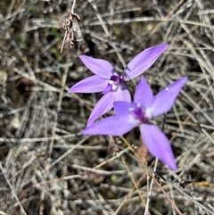 Glossodia major (Wax Lip Orchid) at Yarralumla, ACT - 23 Sep 2025 by Jenny54