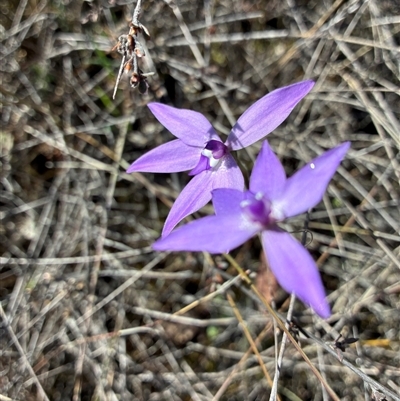 Glossodia major (Wax Lip Orchid) at Yarralumla, ACT - 23 Sep 2025 by Jenny54