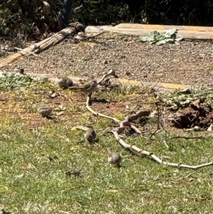 Neochmia temporalis (Red-browed Finch) at Majura, ACT - 23 Sep 2025 by LouiseSproule