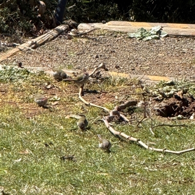Neochmia temporalis (Red-browed Finch) at Majura, ACT - 23 Sep 2025 by LouiseSproule