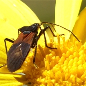 Oncopeltus (Oncopeltus) sordidus (Milk vine bug) at Braemar, NSW - 19 Sep 2025 by Curiosity