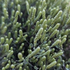 Unverified Plant by HelenCross