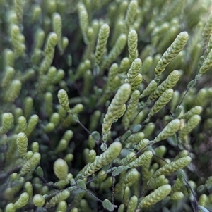Unverified Plant by HelenCross