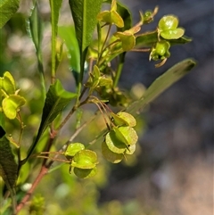 Unverified Other Shrub by HelenCross