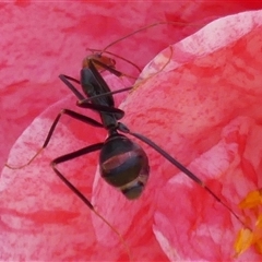 Leptomyrmex erythrocephalus (Spider ant) at Braemar, NSW - 21 Sep 2025 by Curiosity