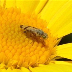 Sphenella ruficeps (Senecio Flower Galler Fruit Fly) at Braemar, NSW - 23 Sep 2025 by Curiosity