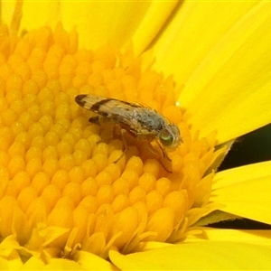 Sphenella ruficeps (Senecio Flower Galler Fruit Fly) at Braemar, NSW - 23 Sep 2025 by Curiosity