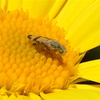 Sphenella ruficeps (Senecio Flower Galler Fruit Fly) at Braemar, NSW - 23 Sep 2025 by Curiosity