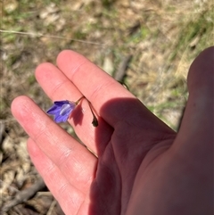 Wahlenbergia sp. (Bluebell) at Strathnairn, ACT - 23 Sep 2025 by KaiDewPHD